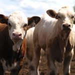 In central Alberta, calf numbers were limited with only small groups or single stragglers available.  Photo: File
