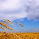 Poland is trying to move Ukraine grain by rail due to Russia’s blockade of Ukrainian sea ports on the Black Sea.  Photo: IanChrisGraham/iStock/Getty Images
