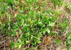 While there’s much evidence of the benefits of cover crops, they’re not that common in Manitoba.