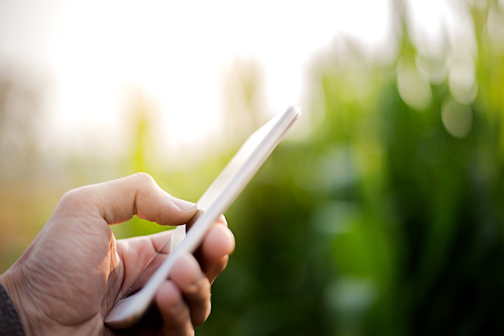 Farmer used smartphone for approved plant at corn field
