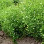 The executive director of Saskatchewan Pulse Growers anticipates a rise in seeded lentil acres this year, along with a decline in seeded dry pea acres.  Photo: Thinkstock
