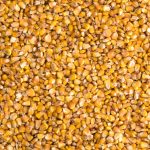 “There is still a pile of corn going into southern Alberta,” says one trader at Eagle Commodities Ltd.  Photo: MaksymTopchyi/iStock/Getty Images
