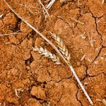 Argentina wheat-planting area faces further cuts, grains exchange warns