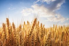 Developer in China proposes wheat, garlic for houses