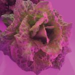 hydroponic lettuce