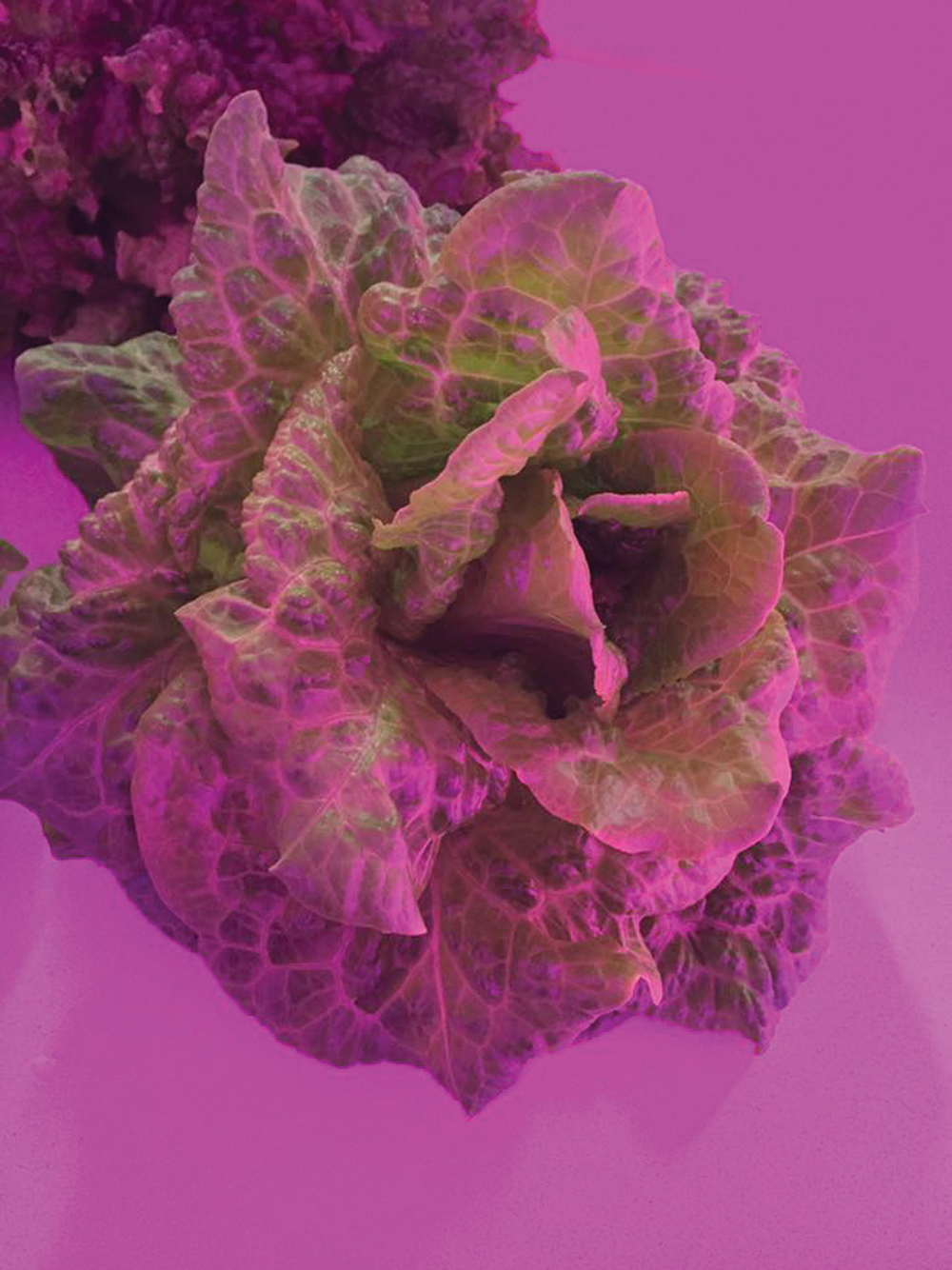 hydroponic lettuce