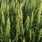 The conditions this year are ideal for fusarium head blight.