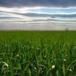 Alberta cereal crops lead the way in terms of favourable development in the latest provincial crop report.  Photo: File
