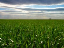 Spring wheat in a field representing the cereal crop varieties developed through Agriculture Canada's plant breeding programs on Prairie provinces.
