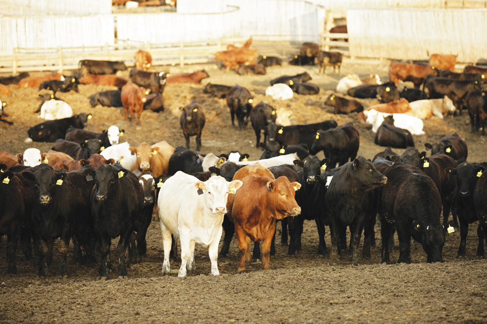 photo: canada beef
