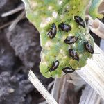Striped flea beetles gather on a canola plant. 
