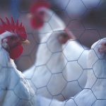 “The infected premises continues to make progress toward being eligible for release from quarantine.” – CFIA
