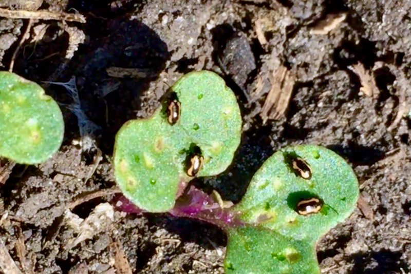 Flea beetles in canola seedlings. (Canola Council of Canada video screengrab via YouTube)
