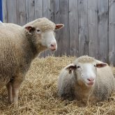 The new program is a centralized system for Canadian sheep traceability.