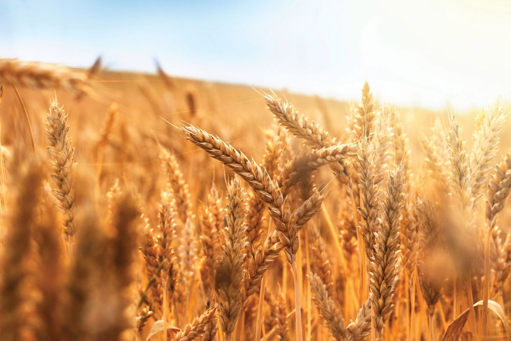 “This season for wheat is complicated.” – Juan Francisco Arregui, Argentinian farmer.