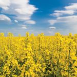 Huge canola prices likely finished