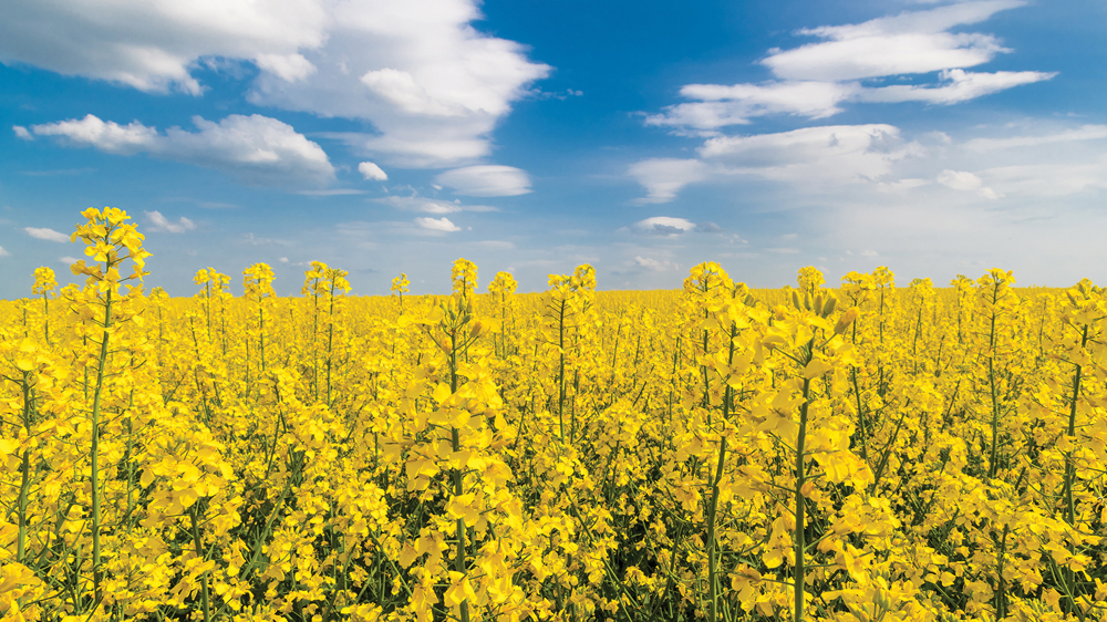 Huge canola prices likely finished