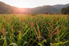 File photo of a cornfield in the northern region of Luzon in the Philippines. (Nate Hovee/iStock/Getty Images)
