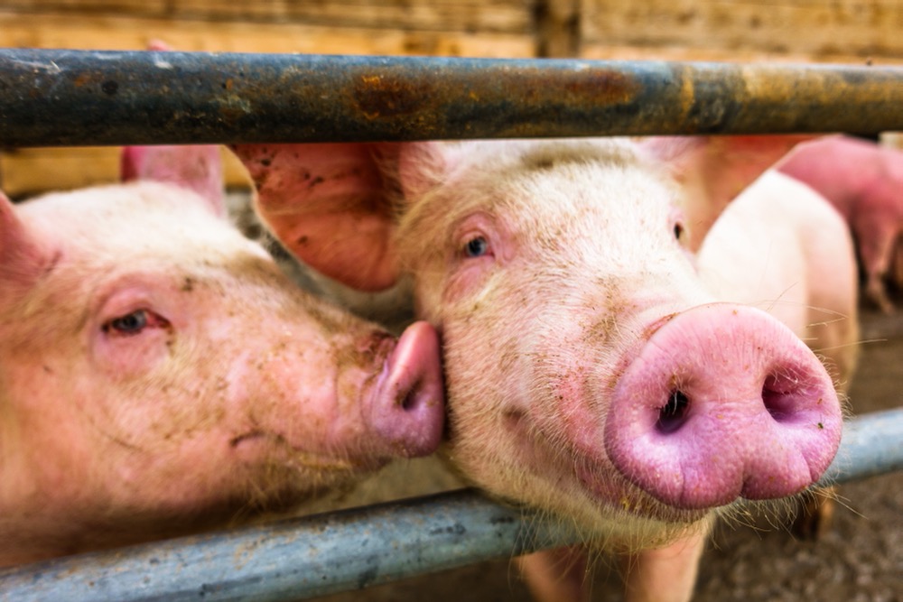 File photo of pigs on a farm in Germany. (FooTToo/iStock/Getty Images)