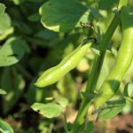 Fababeans in the field. (Queserasera99/iStock/Getty Images)
