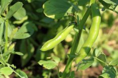 Fababeans in the field. (Queserasera99/iStock/Getty Images)
