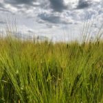 A barley crop south of Ethelton, Sask. on July 30, 2019. (Dave Bedard photo)
