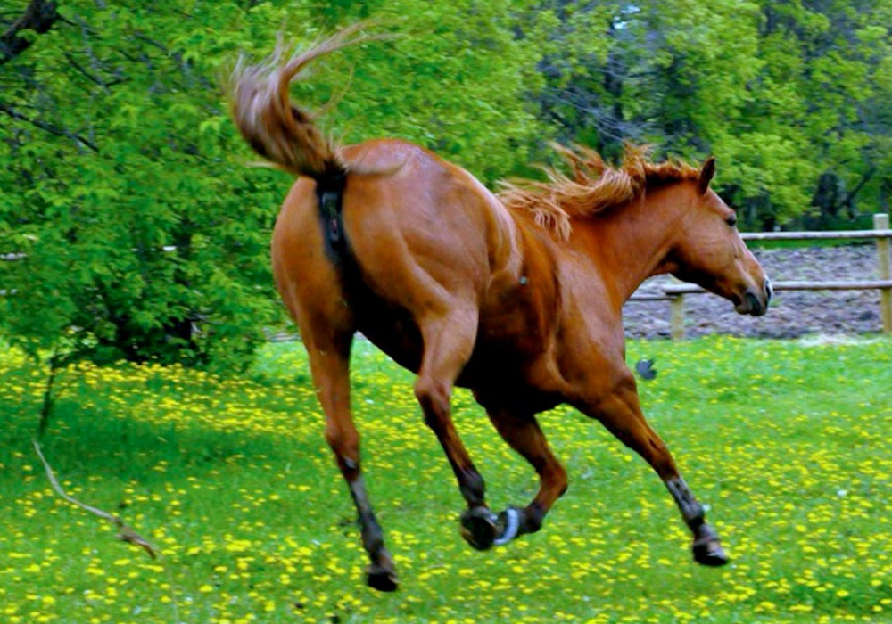 Horses bothered by constant itching can become highly irritable, fatigued and even develop gastric ulcers.