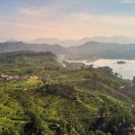 File photo of tea plantations in Sri Lanka. (Dmitrii Anikin/iStock/Getty Images)
