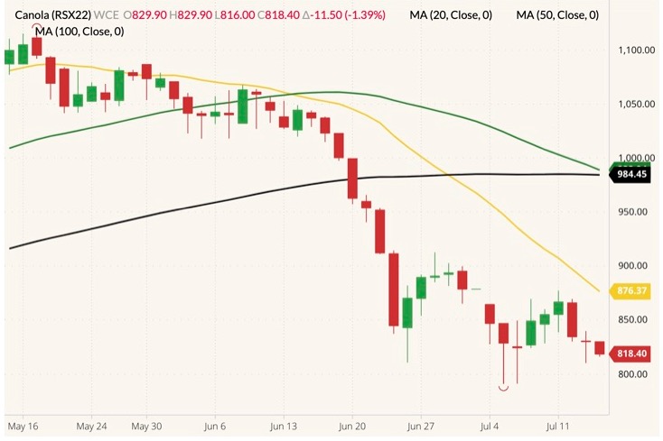ICE November 2022 canola (candlesticks) with 20-, 50- and 100-day moving averages (yellow, green and black lines). (Barchart)
