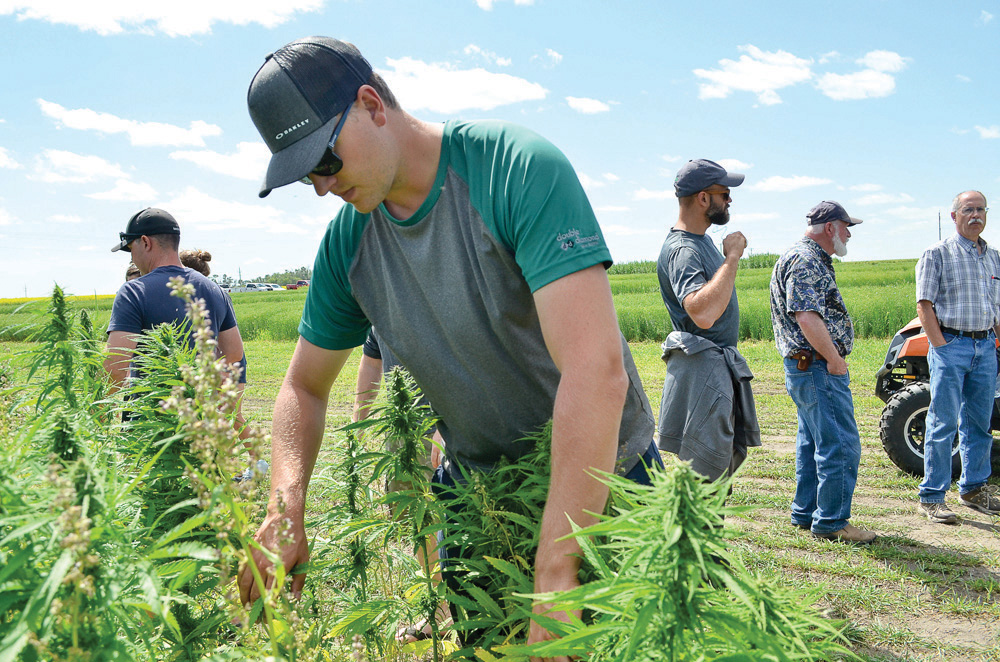 Attendees take a closer look at an experimental hemp-legume intercrop plot at a 2017 crop tour.