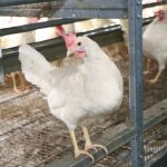 Laying hens in the free-run aviary at University of Manitoba  photo: Manitoba Egg Farmers