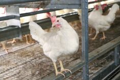 Laying hens in the free-run aviary at University of Manitoba  photo: Manitoba Egg Farmers
