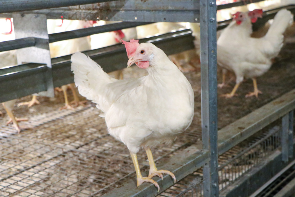 Laying hens in the free-run aviary at University of Manitoba  photo: Manitoba Egg Farmers