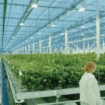 When it began construction of its 800,000-square-foot, $150-million Aurora Sky facility in 2016, Aurora Cannabis said it would be “the largest, most advanced and most automated” operation in the world. But after losing billions, the Edmonton-based company recently announced it is closing the facility next to the Edmonton International Airport.