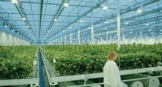 When it began construction of its 800,000-square-foot, $150-million Aurora Sky facility in 2016, Aurora Cannabis said it would be “the largest, most advanced and most automated” operation in the world. But after losing billions, the Edmonton-based company recently announced it is closing the facility next to the Edmonton International Airport.