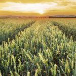 Weather-related rallies remain a possibility for spring wheat.