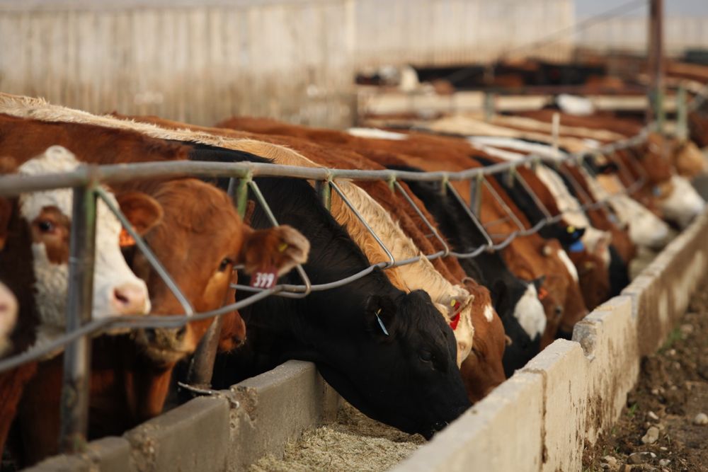 (Photo courtesy Canada Beef Inc.)
