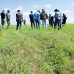 A section of pasture shows evidence of careful grazing around leafy spurge stems.