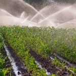 File photo of a maize crop under irrigation in South Africa. (Deldew/iStock/Getty Images)

