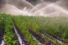File photo of a maize crop under irrigation in South Africa. (Deldew/iStock/Getty Images)
