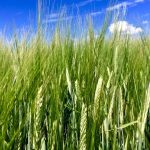 Barley south of Ethelton, Sask. in early August 2017. (File photo by Dave Bedard)
