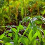Irrigation of corn