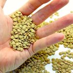 Saskatchewan Agriculture’s special crops specialist says that lentils are in good condition in that province.  Photo: Thinkstock
