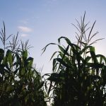 Forecasts of a heat wave in the U.S. are supporting soy and corn prices.  Photo: File
