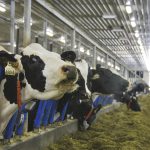 On dairy farms, methane from cattle is a big part of their carbon footprint, but researchers say diet can control emissions at least somewhat.