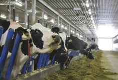 On dairy farms, methane from cattle is a big part of their carbon footprint, but researchers say diet can control emissions at least somewhat.