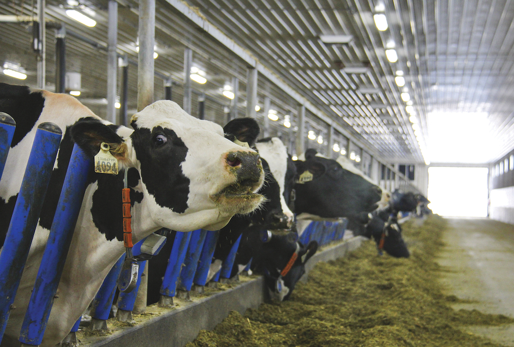 On dairy farms, methane from cattle is a big part of their carbon footprint, but researchers say diet can control emissions at least somewhat.