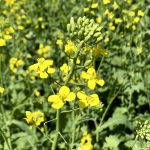Canola plants in flower north of Lorette, Man., on July 20. Generally favourable growing conditions are responsible for some of the downward pressure on canola futures.