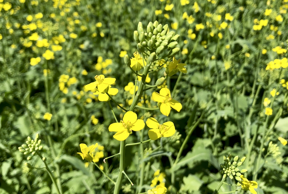 Canola plants in flower north of Lorette, Man., on July 20. Generally favourable growing conditions are responsible for some of the downward pressure on canola futures.