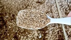 Black soldier fly larvae a few days from processing size.